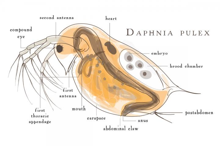 Daphnia pulex